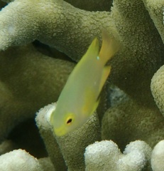 Pomacentrus grammorhynchus