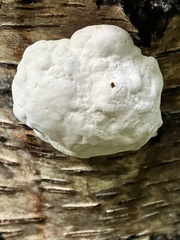 Reticularia lycoperdon