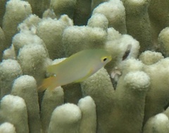 Pomacentrus grammorhynchus