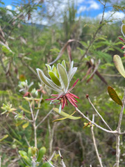 Melaleuca pancheri