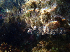 Parablennius gattorugine