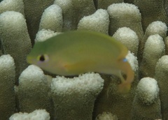 Pomacentrus grammorhynchus