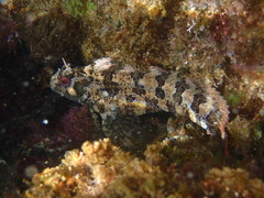 Parablennius gattorugine