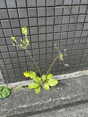 Youngia