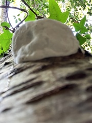 Reticularia lycoperdon
