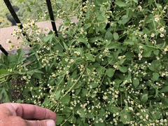 Galinsoga quadriradiata