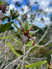 Melaleuca pancheri
