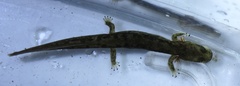 Onychodactylus koreanus