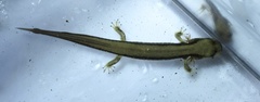 Onychodactylus koreanus