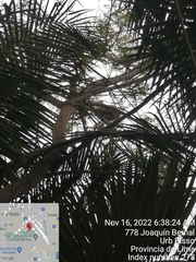 Nycticorax nycticorax