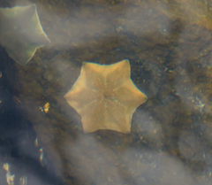 Patiriella regularis