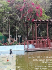 Nycticorax nycticorax