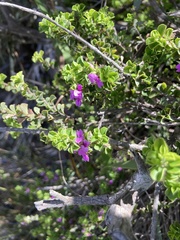 Indigofera candolleana