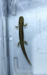 Onychodactylus koreanus