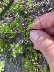 Indigofera candolleana