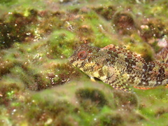 Lipophrys trigloides