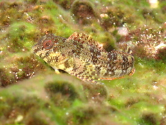 Lipophrys trigloides