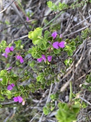 Indigofera candolleana