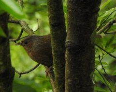 Trochalopteron lineatum