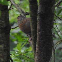 Trochalopteron lineatum