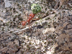Acromyrmex versicolor