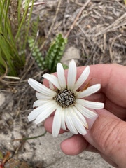 Gerbera linnaei