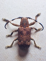 Cyardium variegatum