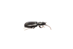 Microlestes