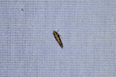 Ornativalva erubescens