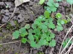 Alchemilla arvensis