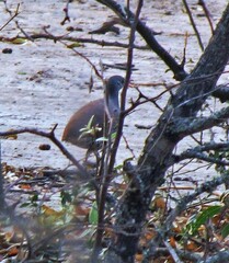 Crypturellus tataupa