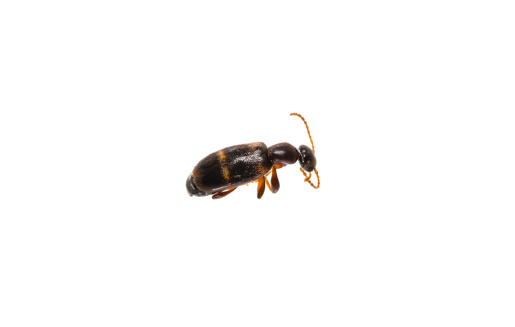 Anthicus tristis