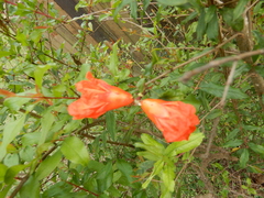 Punica