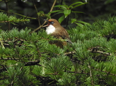 Pterorhinus albogularis