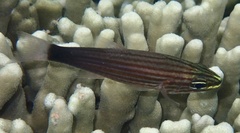 Cheilodipterus artus