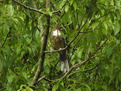 Pterorhinus albogularis