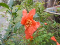 Punica