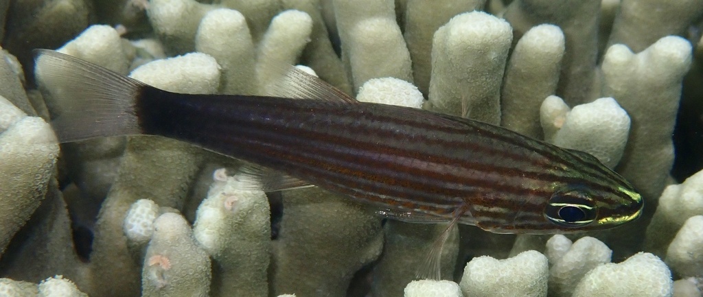 Wolf cardinalfish