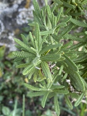 Lavandula