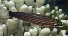 Cheilodipterus artus