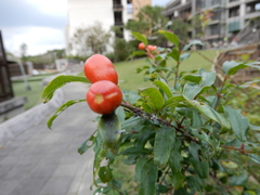 Punica