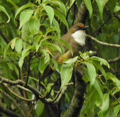 Pterorhinus albogularis