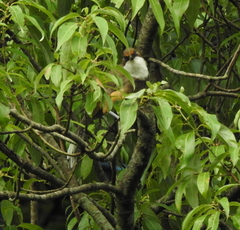 Pterorhinus albogularis