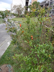 Punica