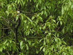 Pterorhinus albogularis