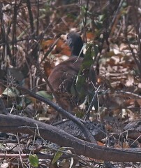 Crypturellus tataupa