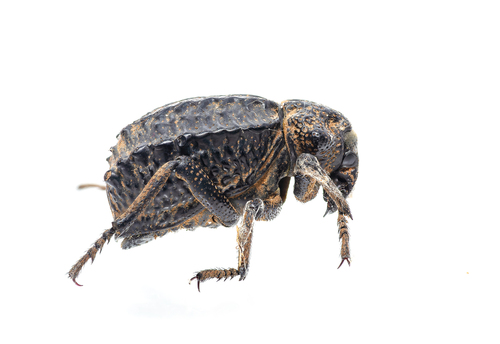 Brachycerus barbarus