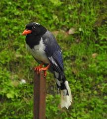 Urocissa erythroryncha