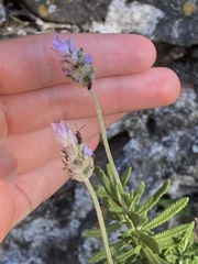 Lavandula dentata