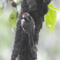 Aegithalos concinnus